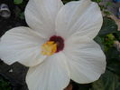 SAM_8460