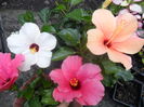 SAM_8464