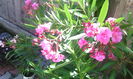 rosseum plenum