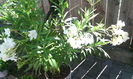 IMG_20150808_150047[1]