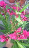 IMG_20150801_204835[1]
