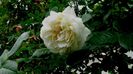 Soapte de parfum (411)