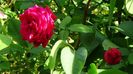 Soapte de parfum (426)