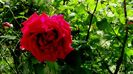 Soapte de parfum (427)