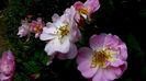 Soapte de parfum (428)