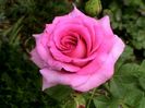 Soapte de parfum (431)