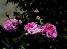 Soapte de parfum (445)