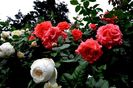Soapte de parfum (451)
