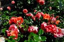Soapte de parfum (453)