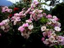 Soapte de parfum (457)