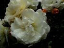Soapte de parfum (464)