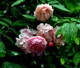 Soapte de parfum (468)