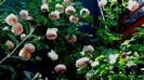 Soapte de parfum (471)