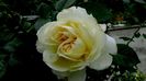 Soapte de parfum (486)