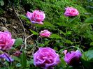 Soapte de parfum (495)