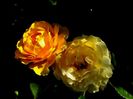 Soapte de parfum (527)