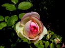 Soapte de parfum (528)
