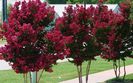 Centennial-Spirit-Crape-Myrtle