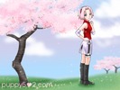 SAKUAR
