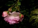 Soapte de parfum (438)