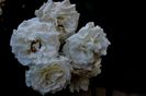 Soapte de parfum (454)