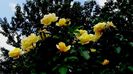 Soapte de parfum (474)