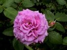 Soapte de parfum (492)