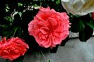 Soapte de parfum (512)
