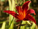 hemerocallis Brunette