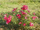 Candia Meillandecor