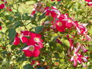 Candia Meillandecor