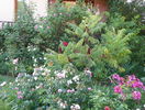 8 aug 075