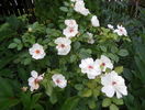 Jacqueline du Pres