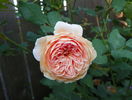 Crown Princess Margareta