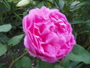 Mary Rose