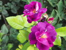 Rhapsody in Blue