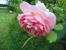 Jubilee Celebration