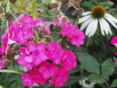 8 aug 099
