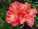 hibiscus Rosalind