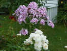 8 aug 007