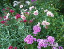 8 aug 076