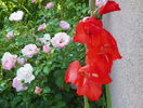 singura gladiola din gradina