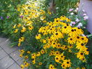 8 aug 087