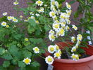8 aug 097