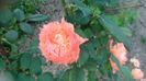 DSC_1119 - Copy
