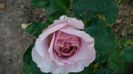 DSC_1129 - Copy