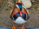 rate mandarine
