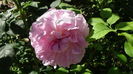 DSC00943