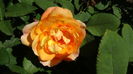 Lady Emma Hamilton