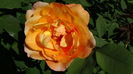 Lady Emma Hamilton